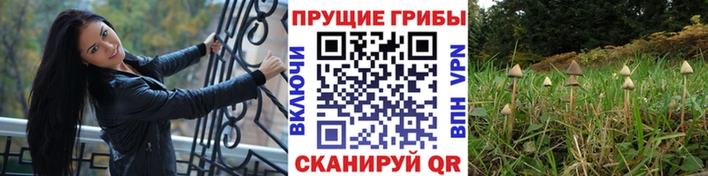 shop формула  Советский  Галлюциногенные грибы мицелий 